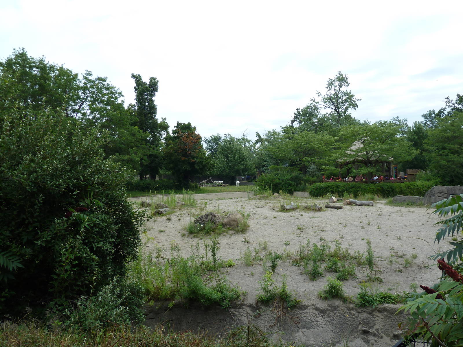 Spotted Hyena Exhibit