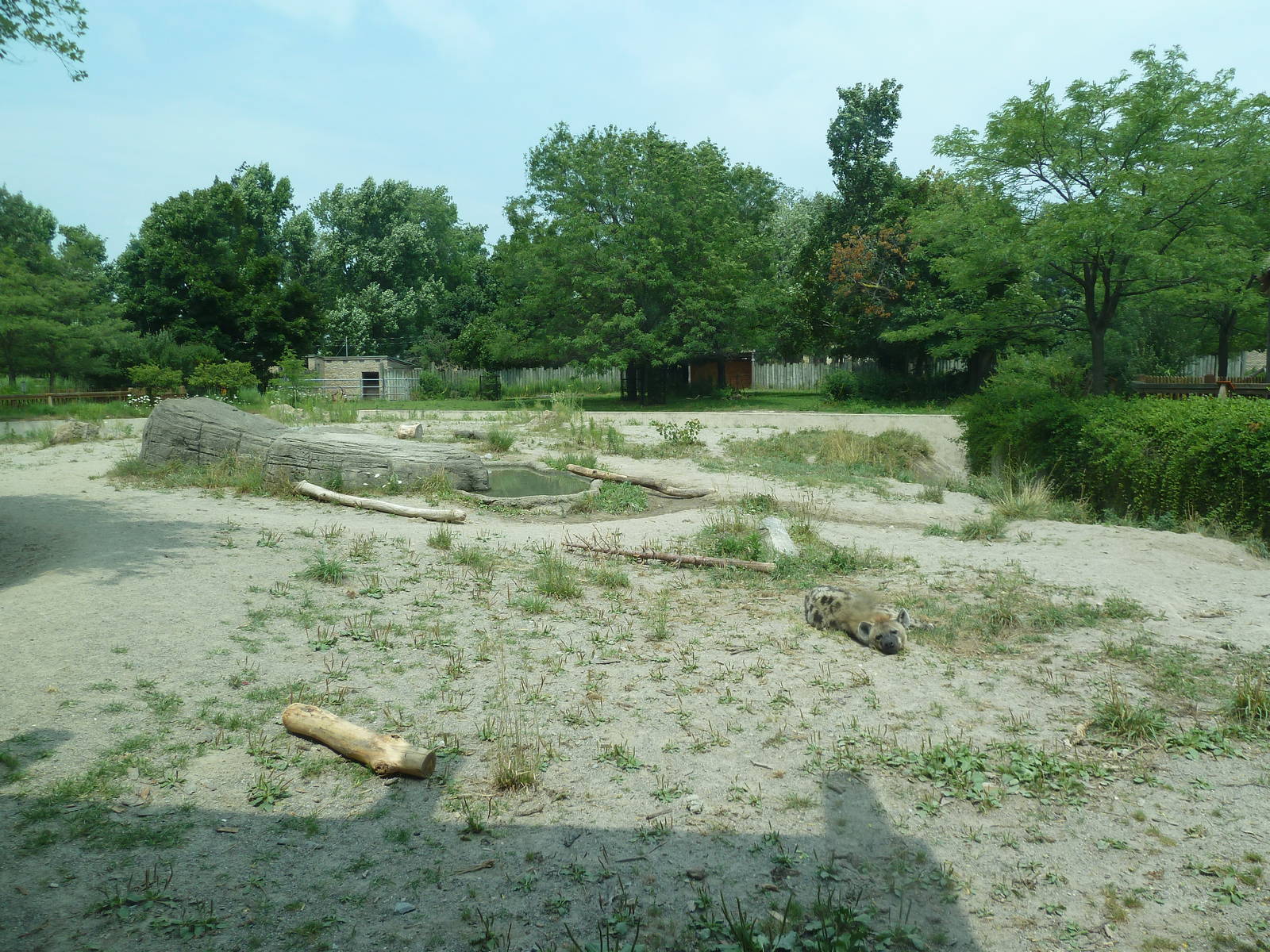 Spotted Hyena Exhibit