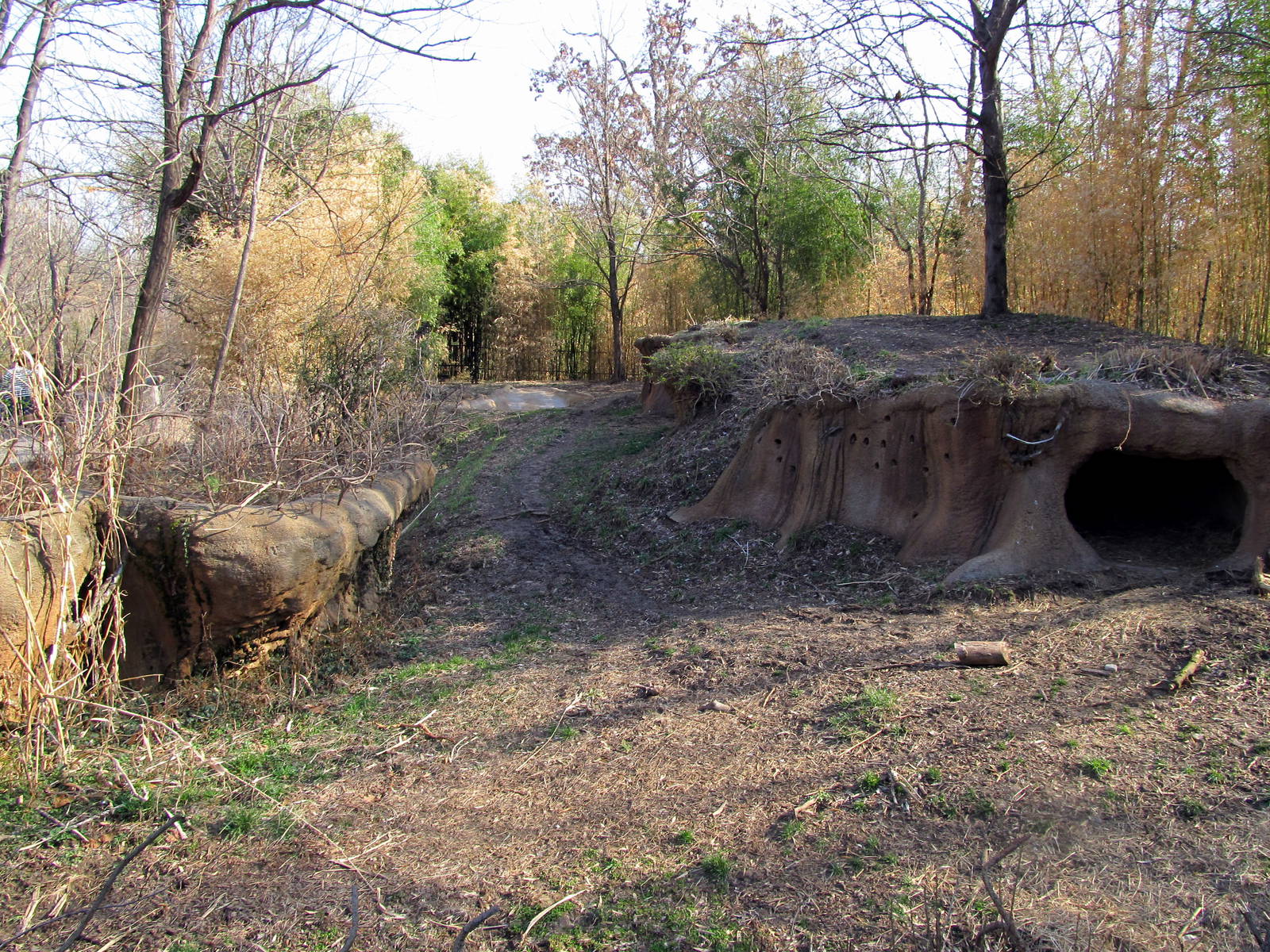 Spotted Hyena Exhibit