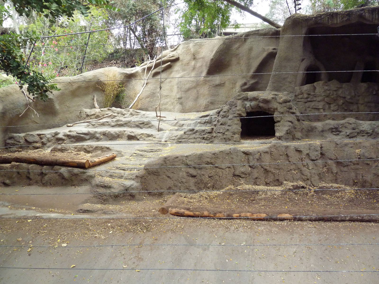 Spotted Hyena Exhibit