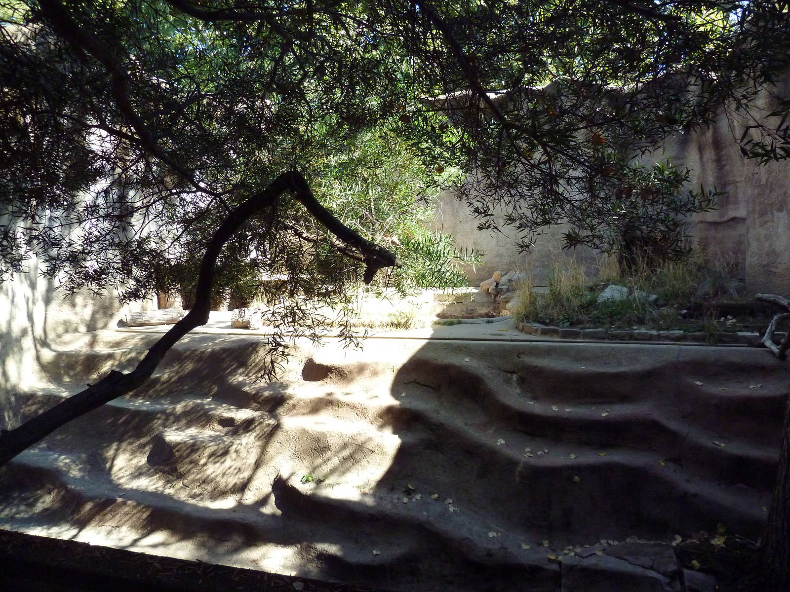 Spotted Hyena Exhibit