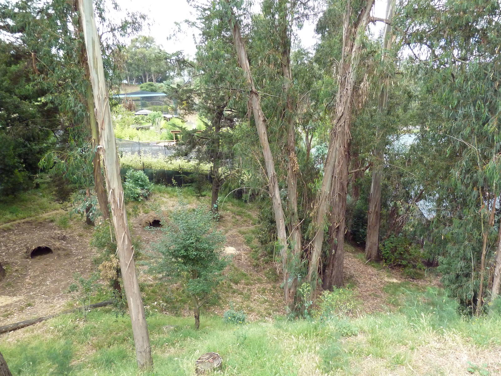 Spotted Hyena Exhibit