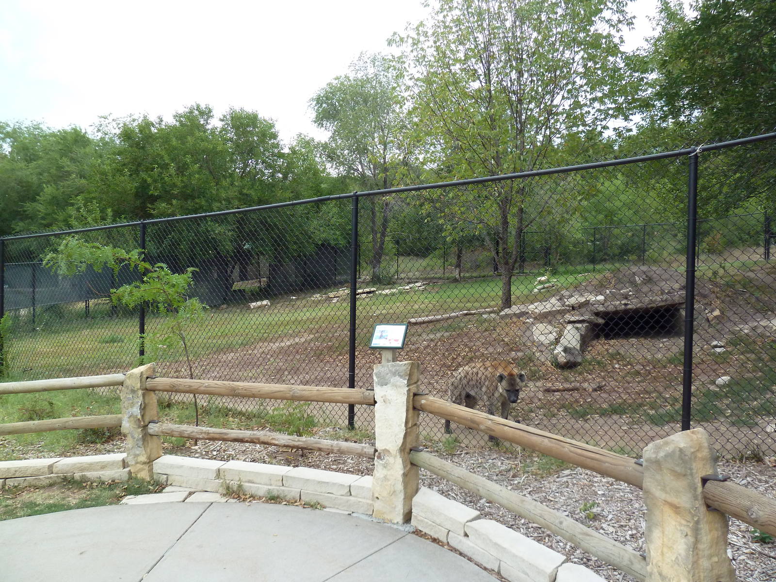 Spotted Hyena Exhibit
