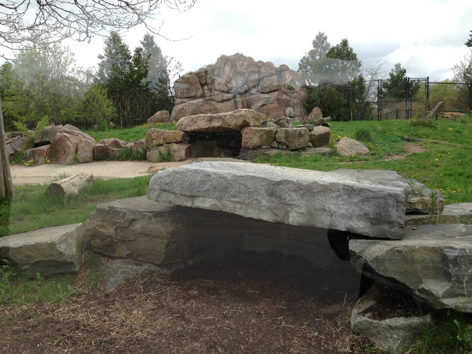 Spotted Hyena Exhibit