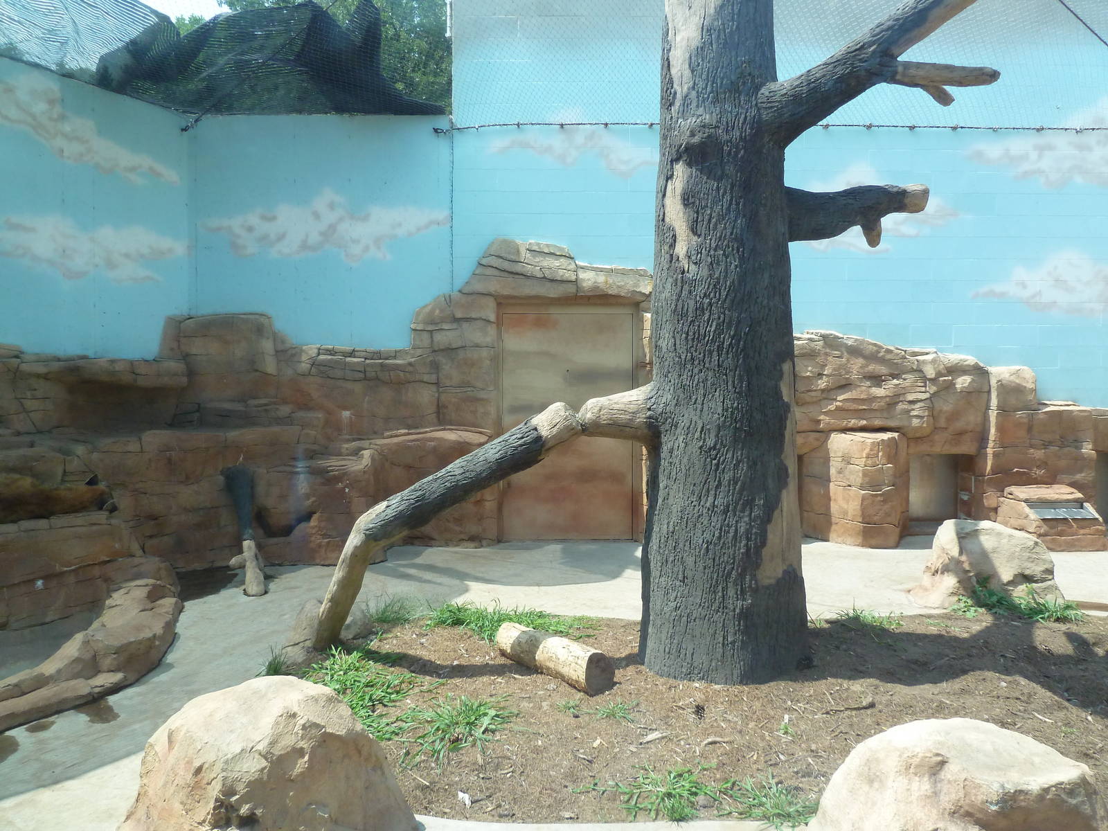 Spotted Hyena Exhibit