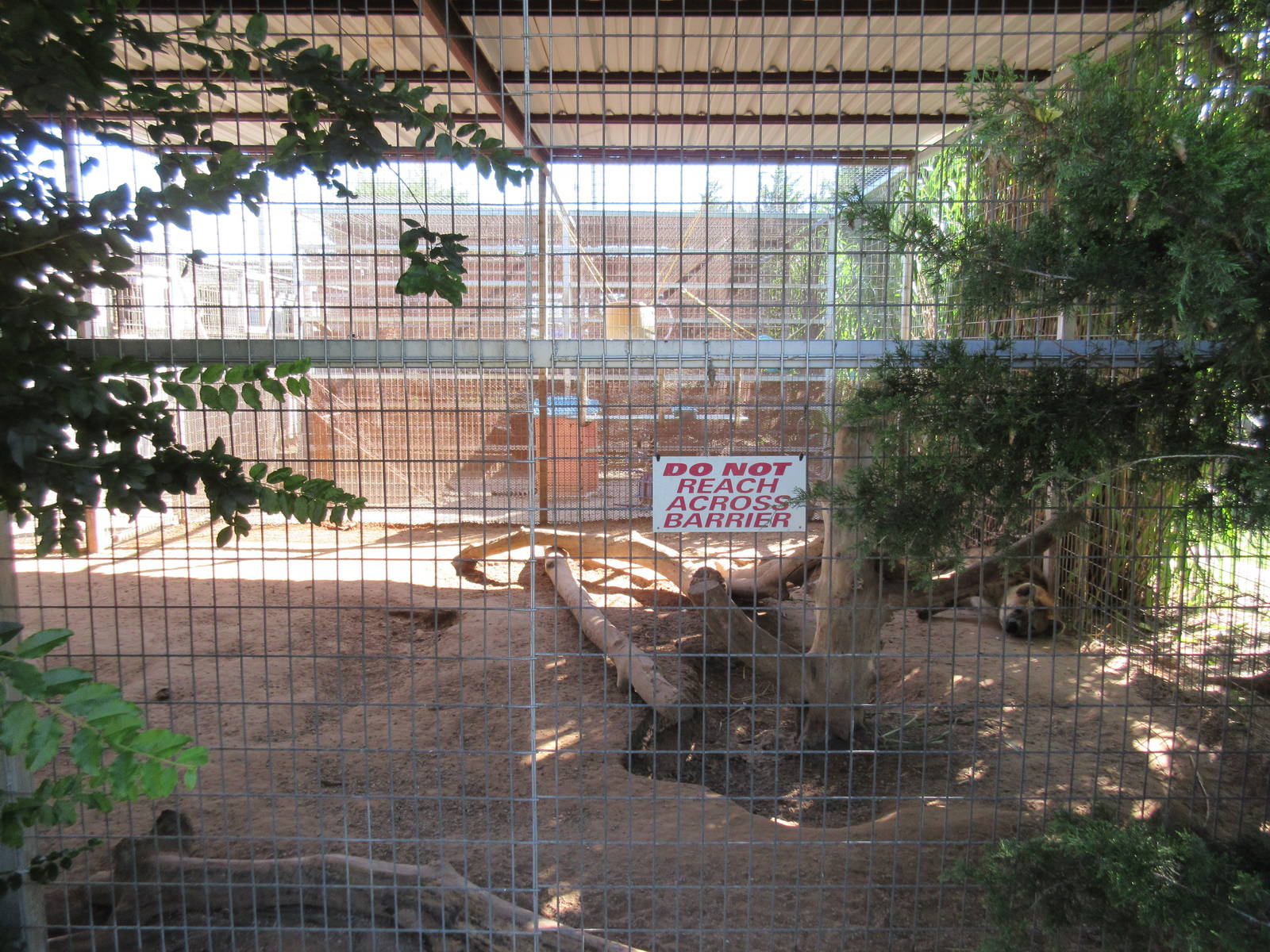 Spotted Hyena Exhibit