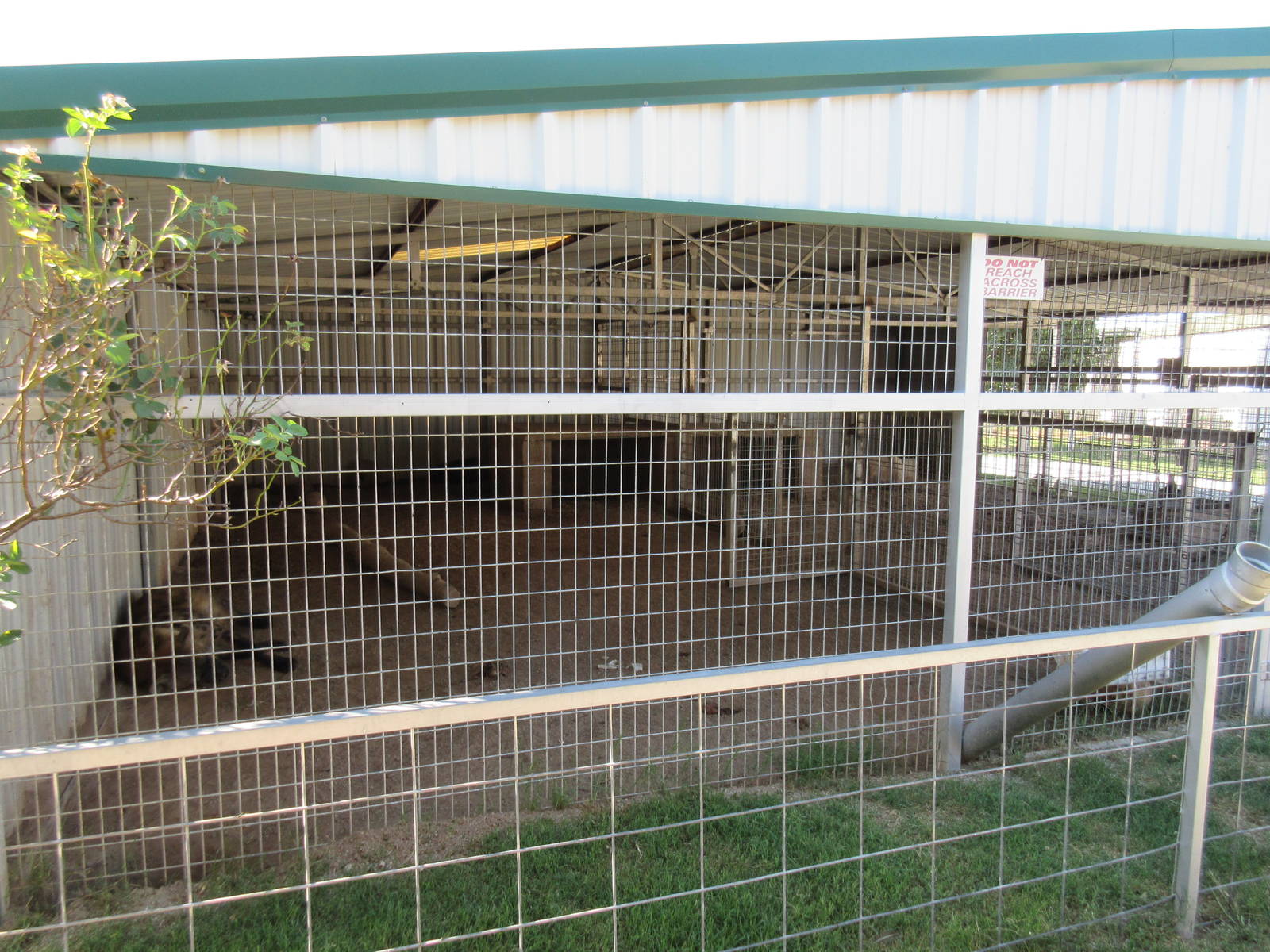 Spotted Hyena Exhibit