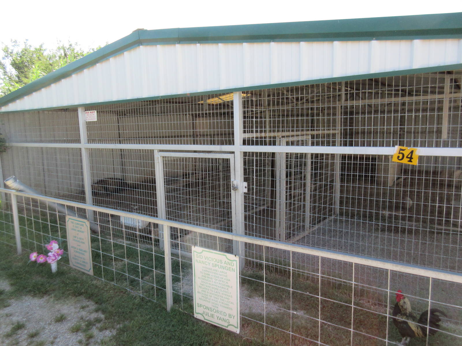 Spotted Hyena Exhibit