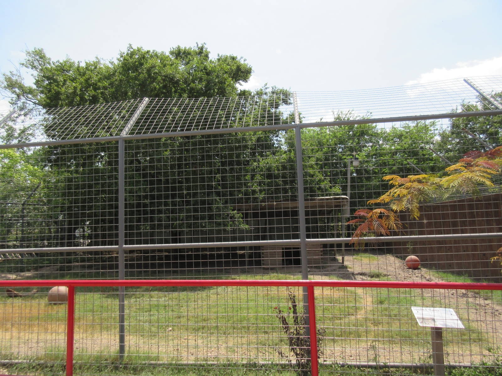 Spotted Hyena Exhibit