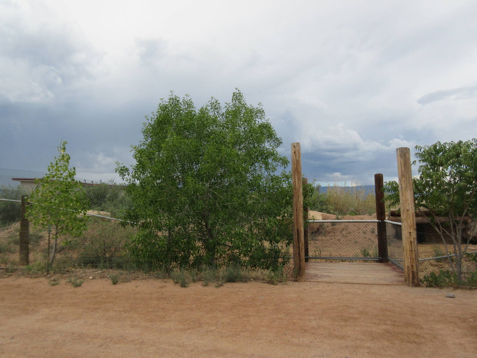 Spotted Hyena Exhibit
