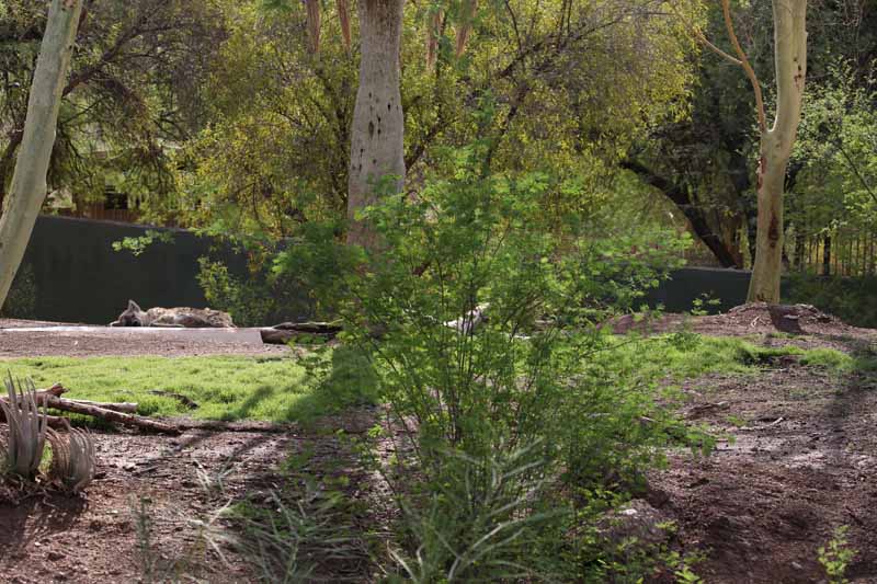 spotted hyena exhibit