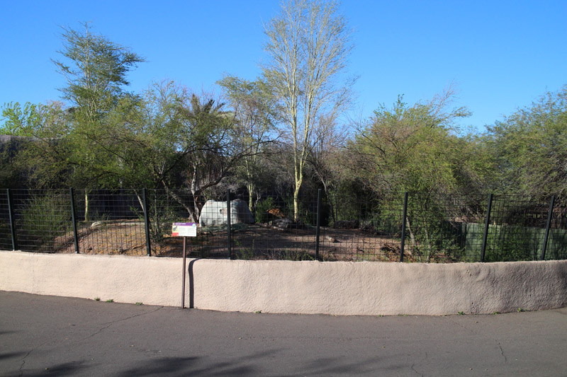 spotted hyena exhibit