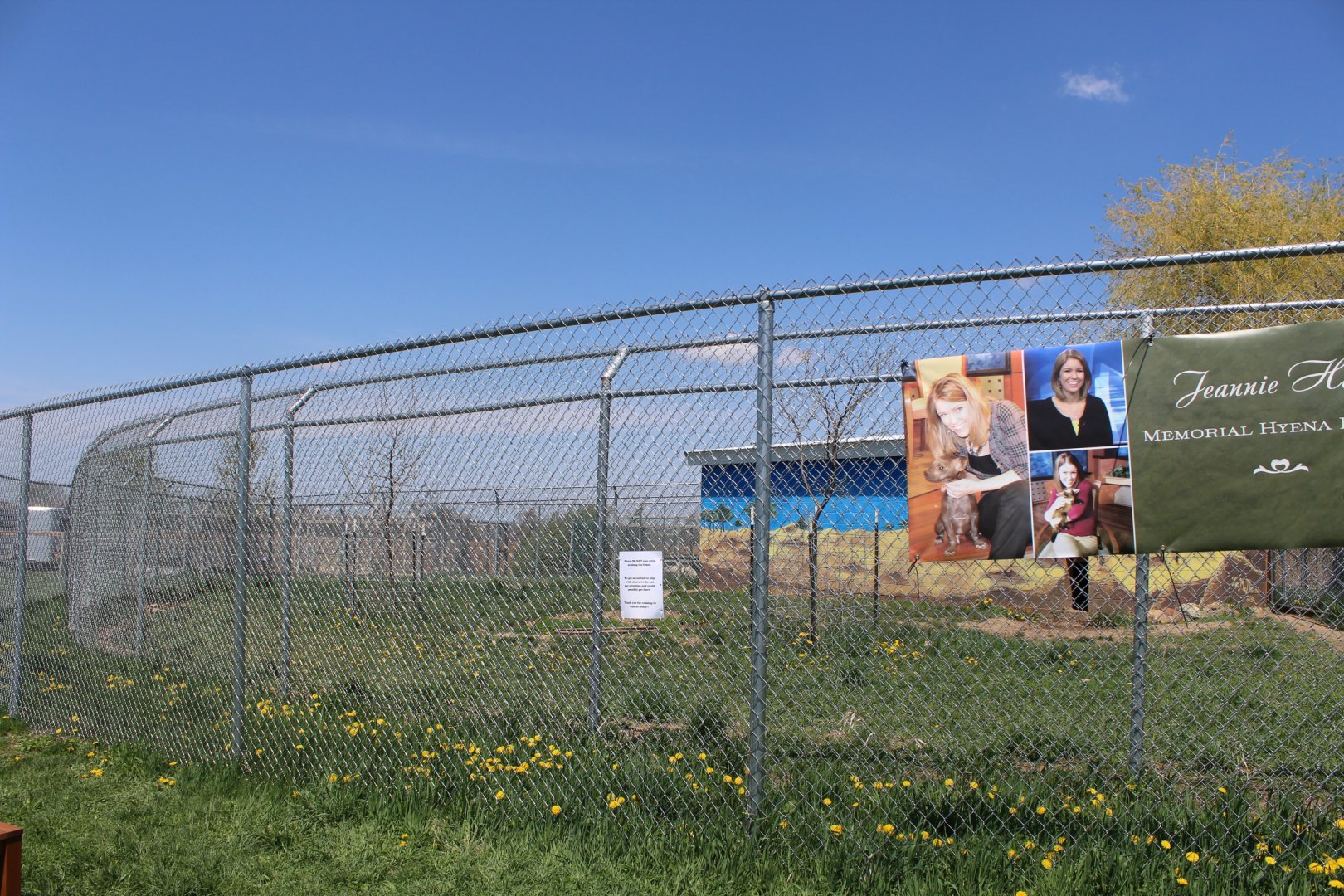 Spotted Hyena Exhibit