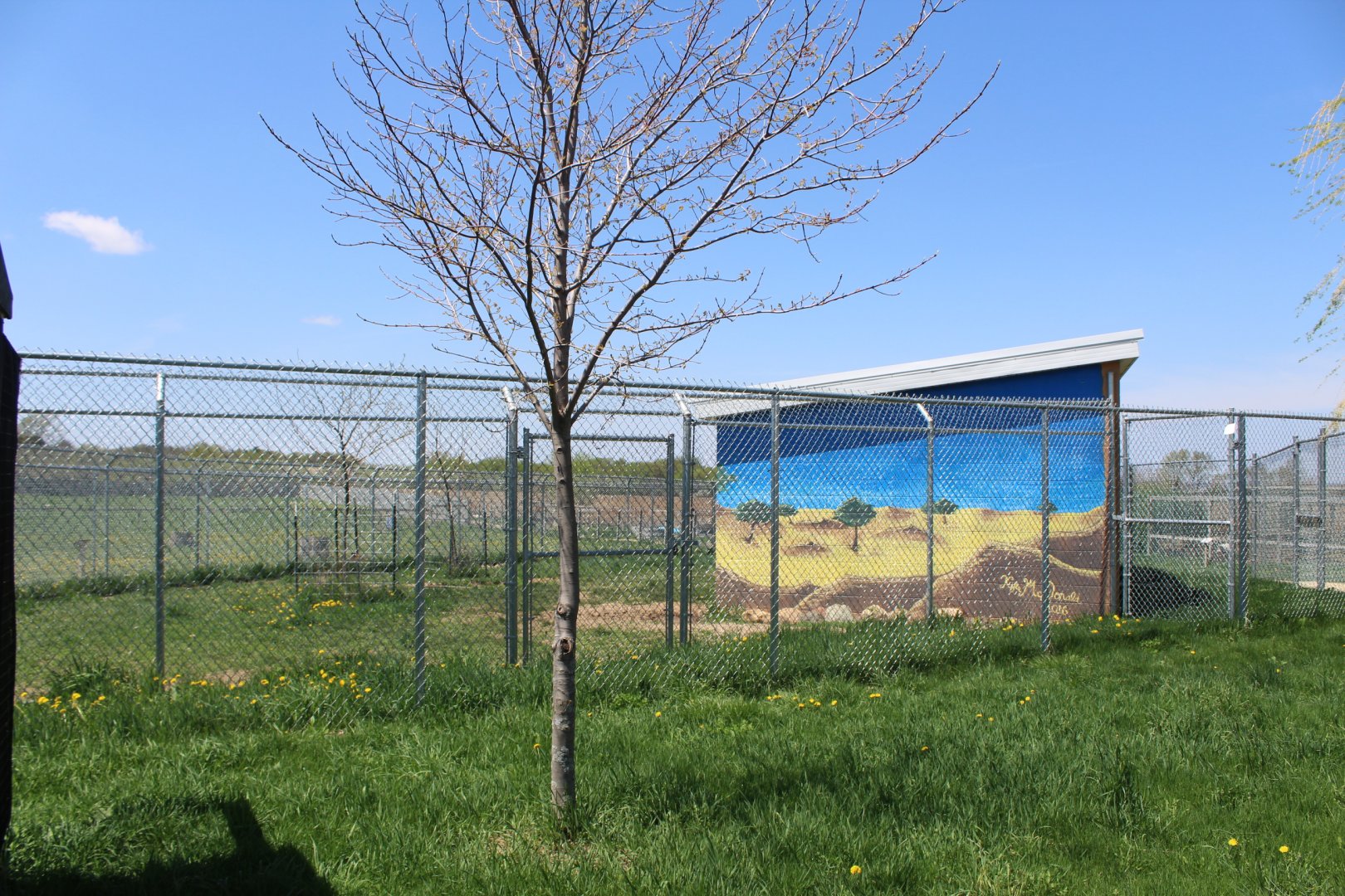 Spotted Hyena Exhibit