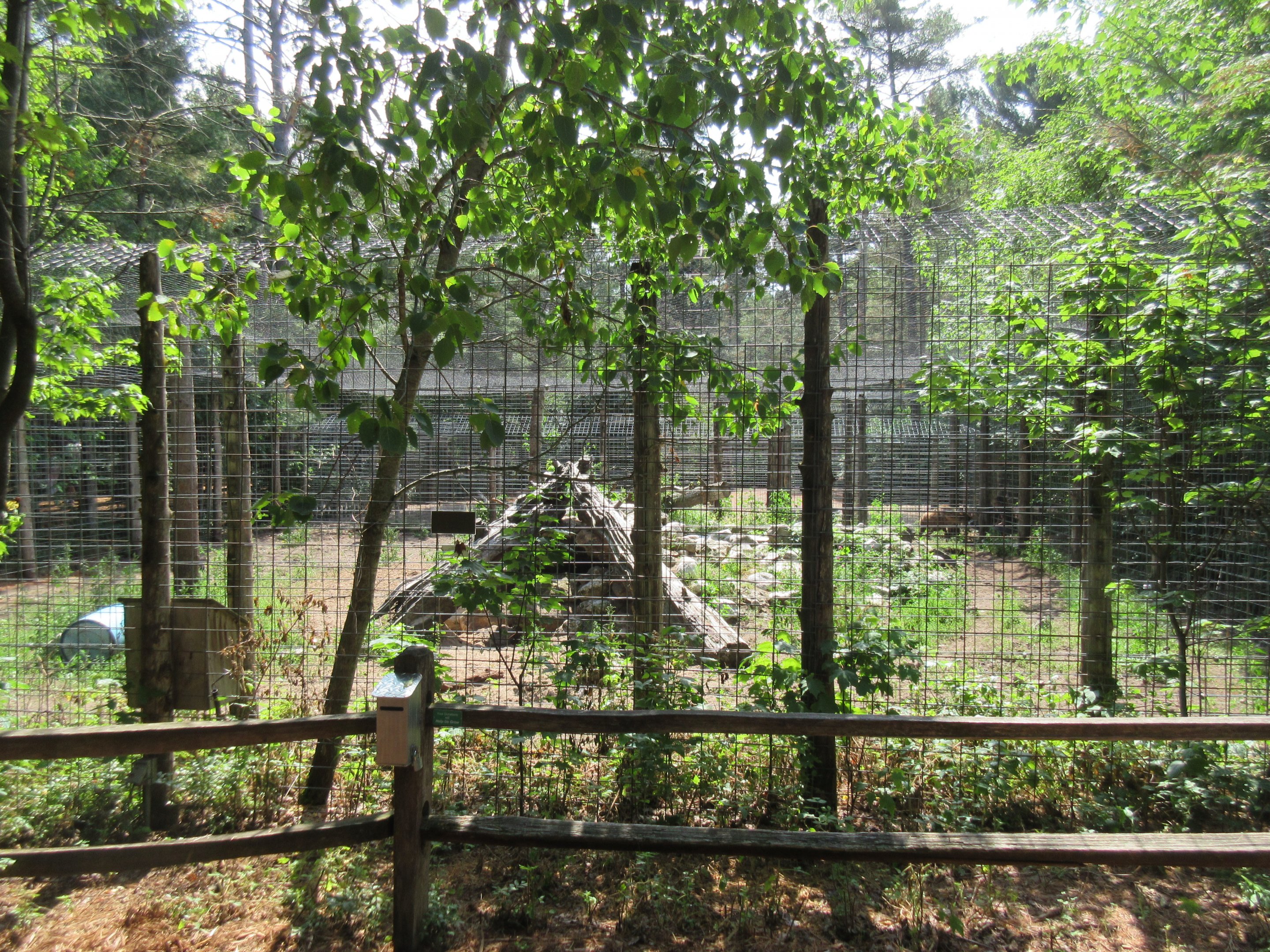 Spotted Hyena Exhibit