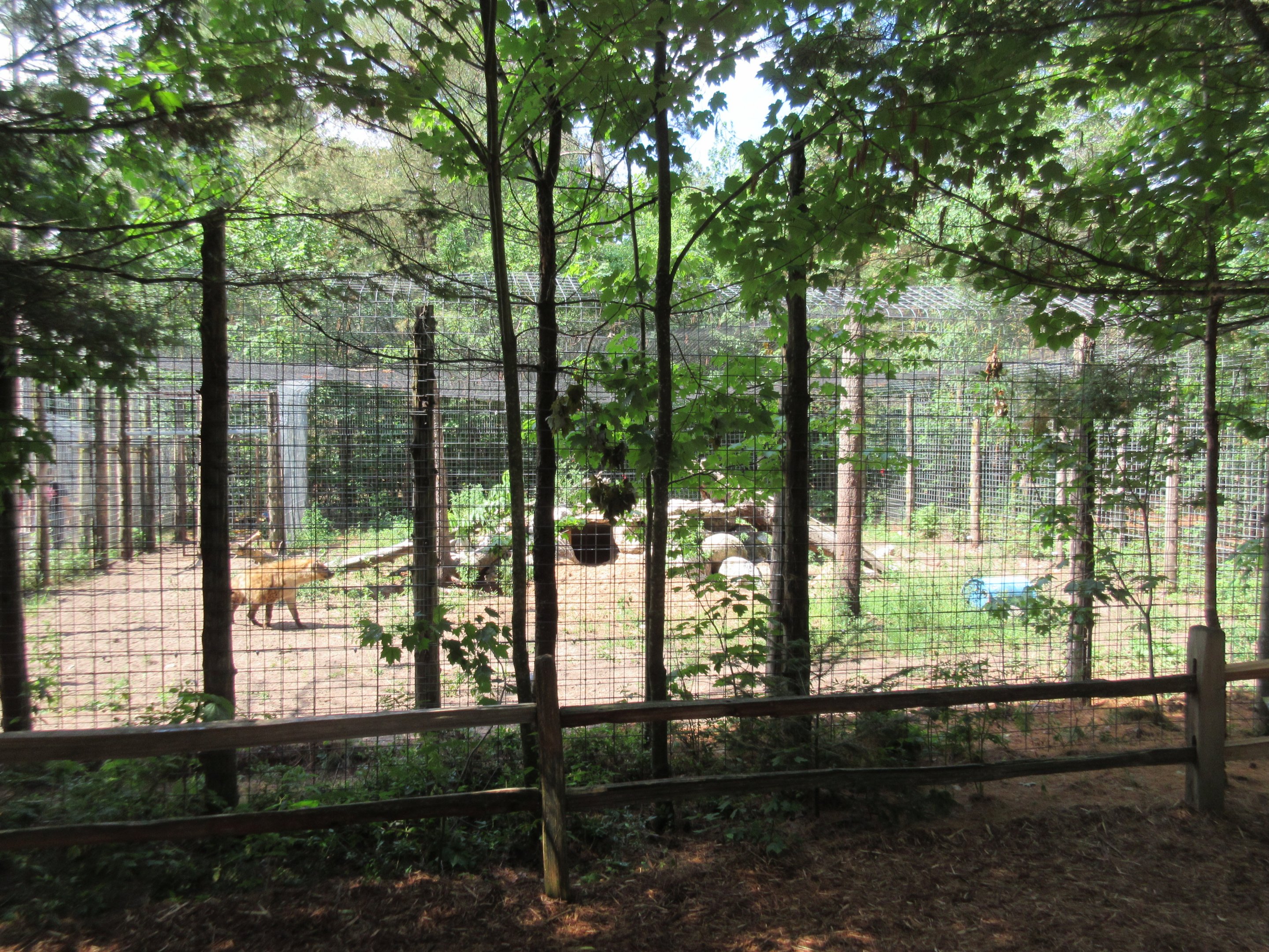 Spotted Hyena Exhibit