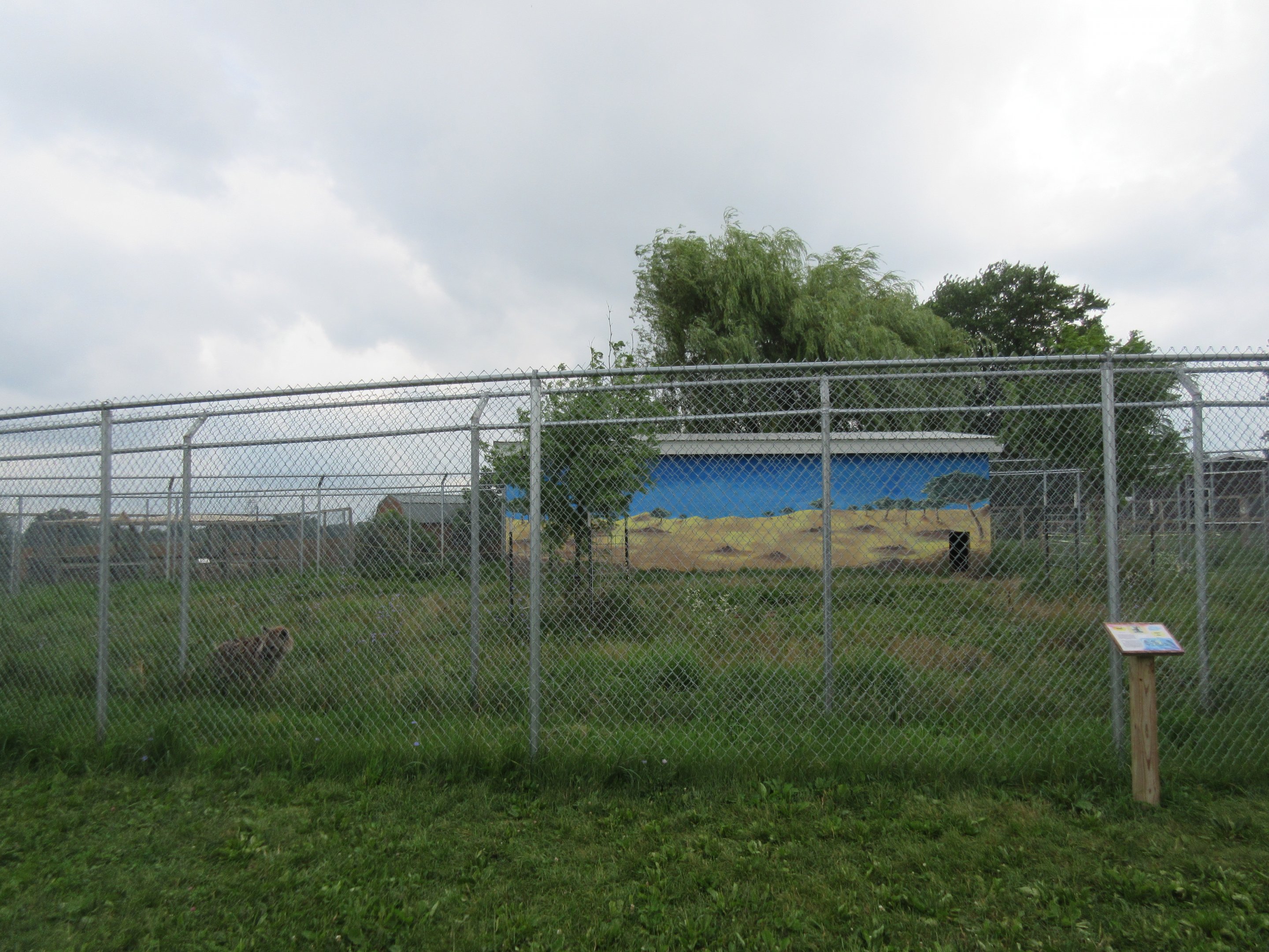 Spotted Hyena Exhibit