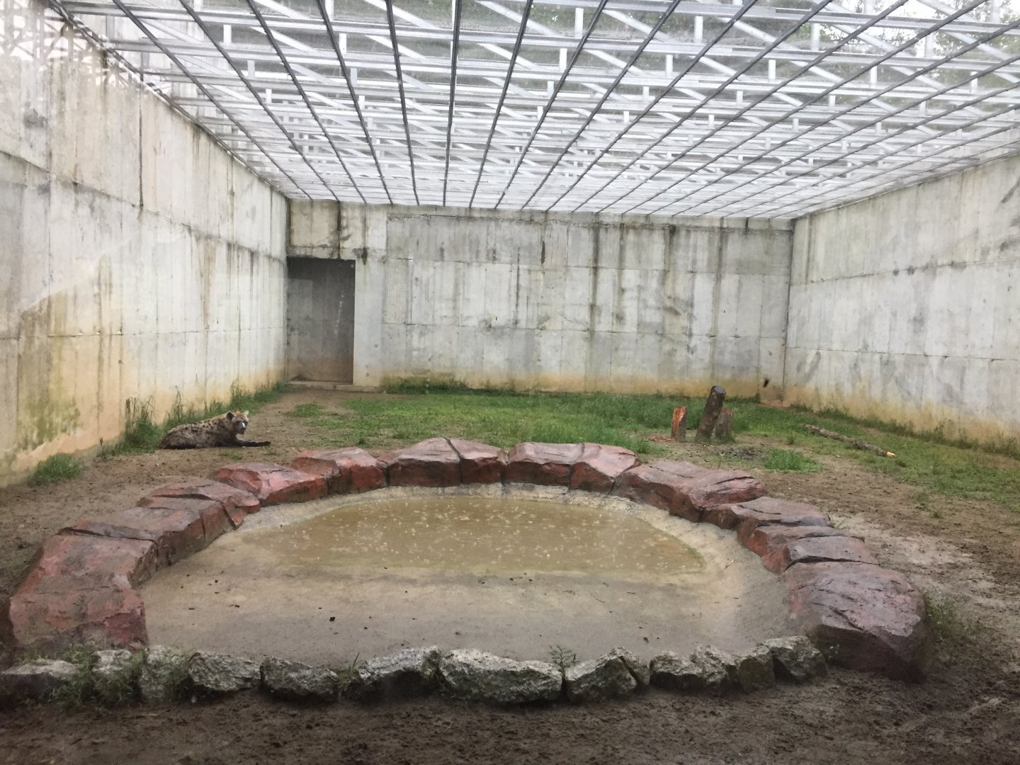 Spotted Hyena Exhibit