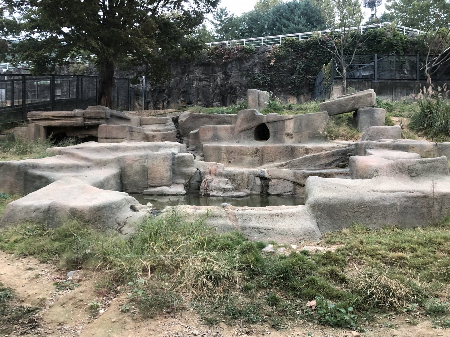 Spotted Hyena Exhibit