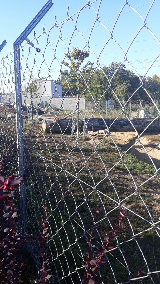 Spotted hyena exhibit