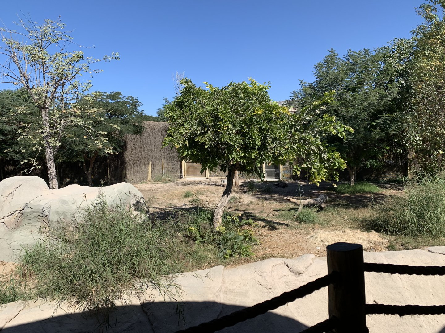 Spotted hyena exhibit