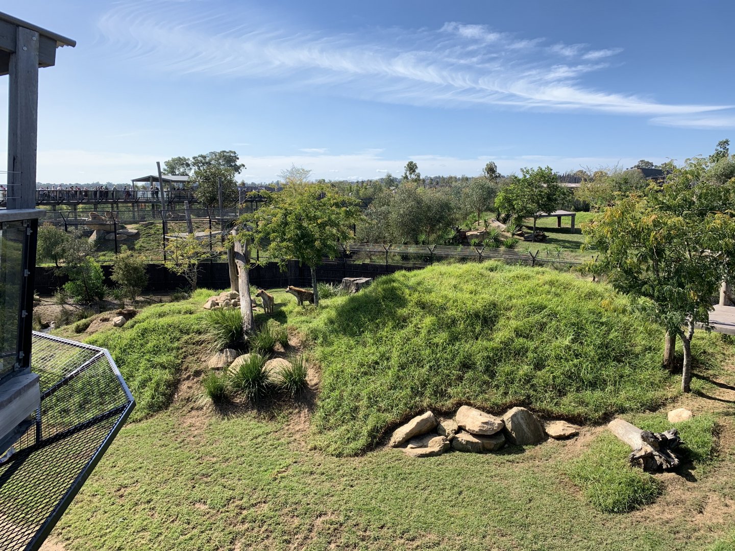Spotted Hyena Exhibit