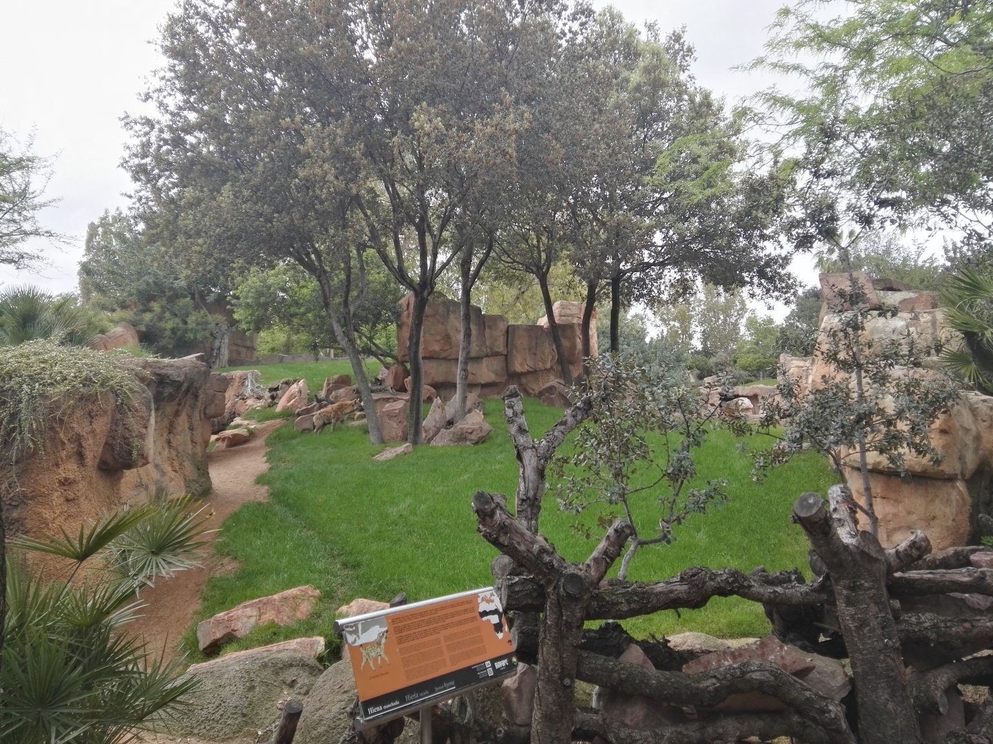 Spotted Hyena exhibit