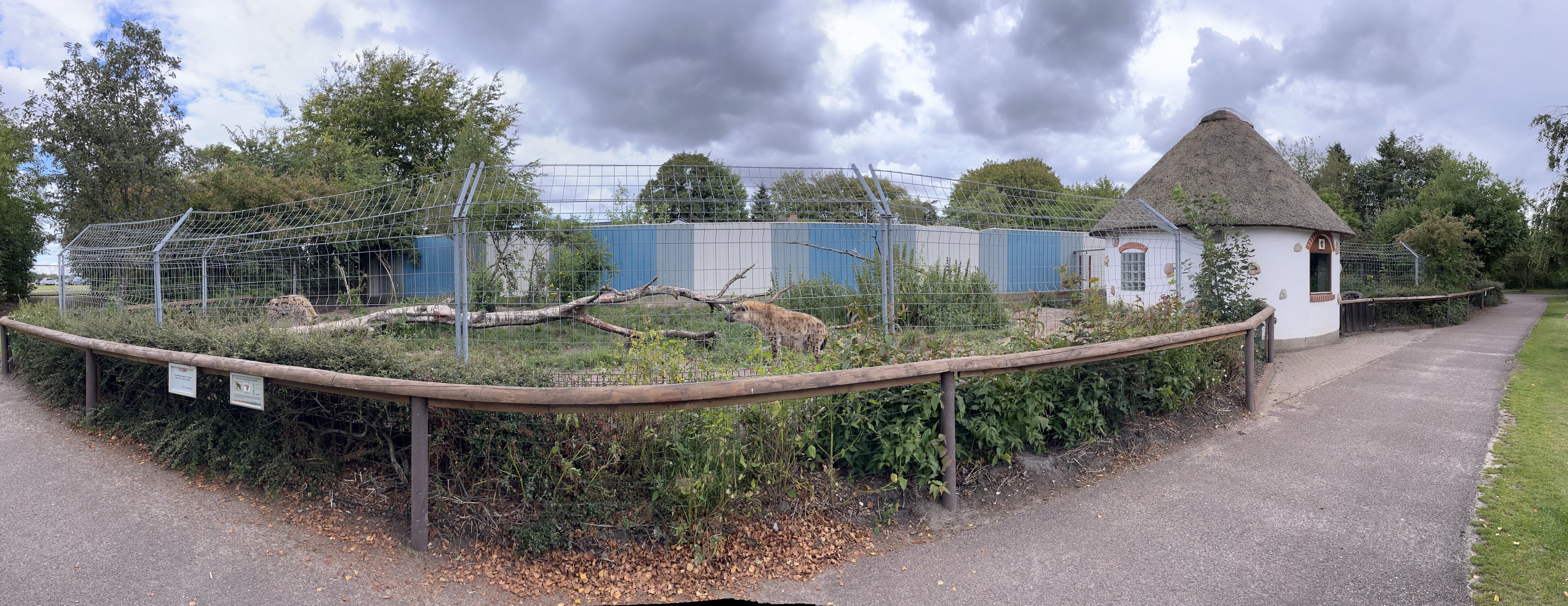 Spotted Hyena Exhibit