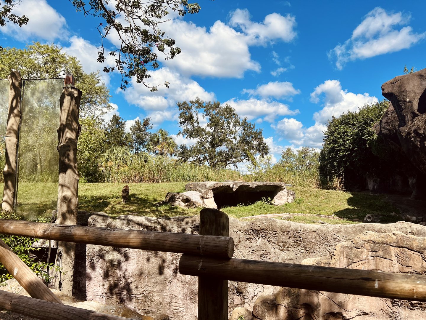 Spotted Hyena Exhibit