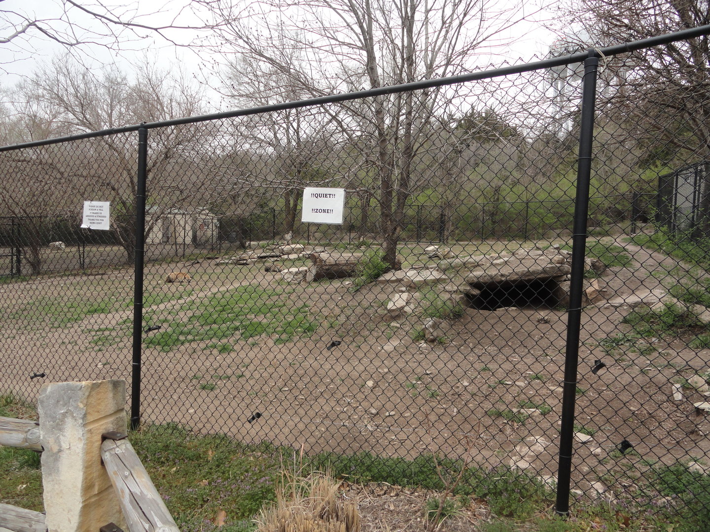 Spotted Hyena Exhibit