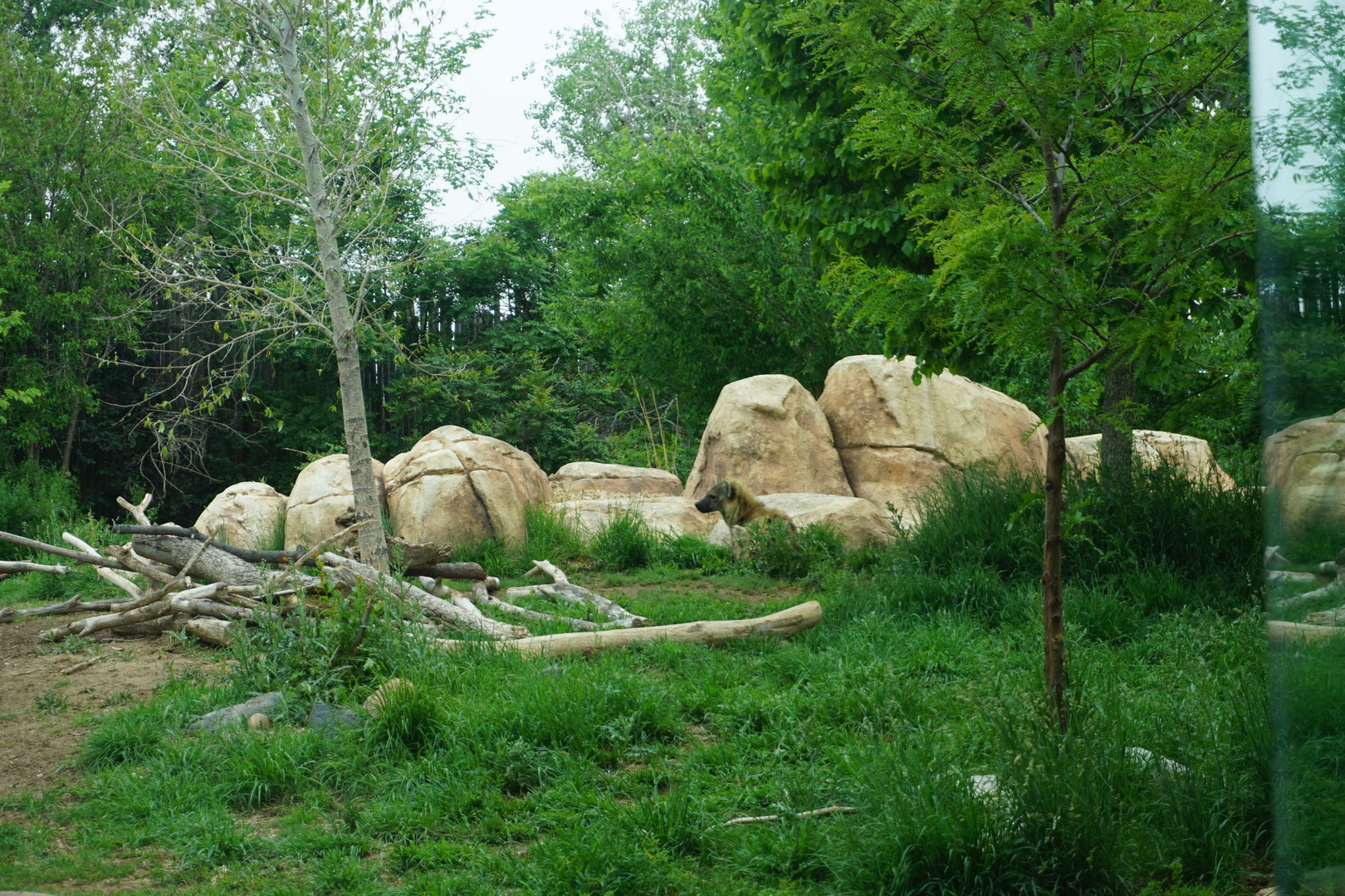 Spotted Hyena Exhibit