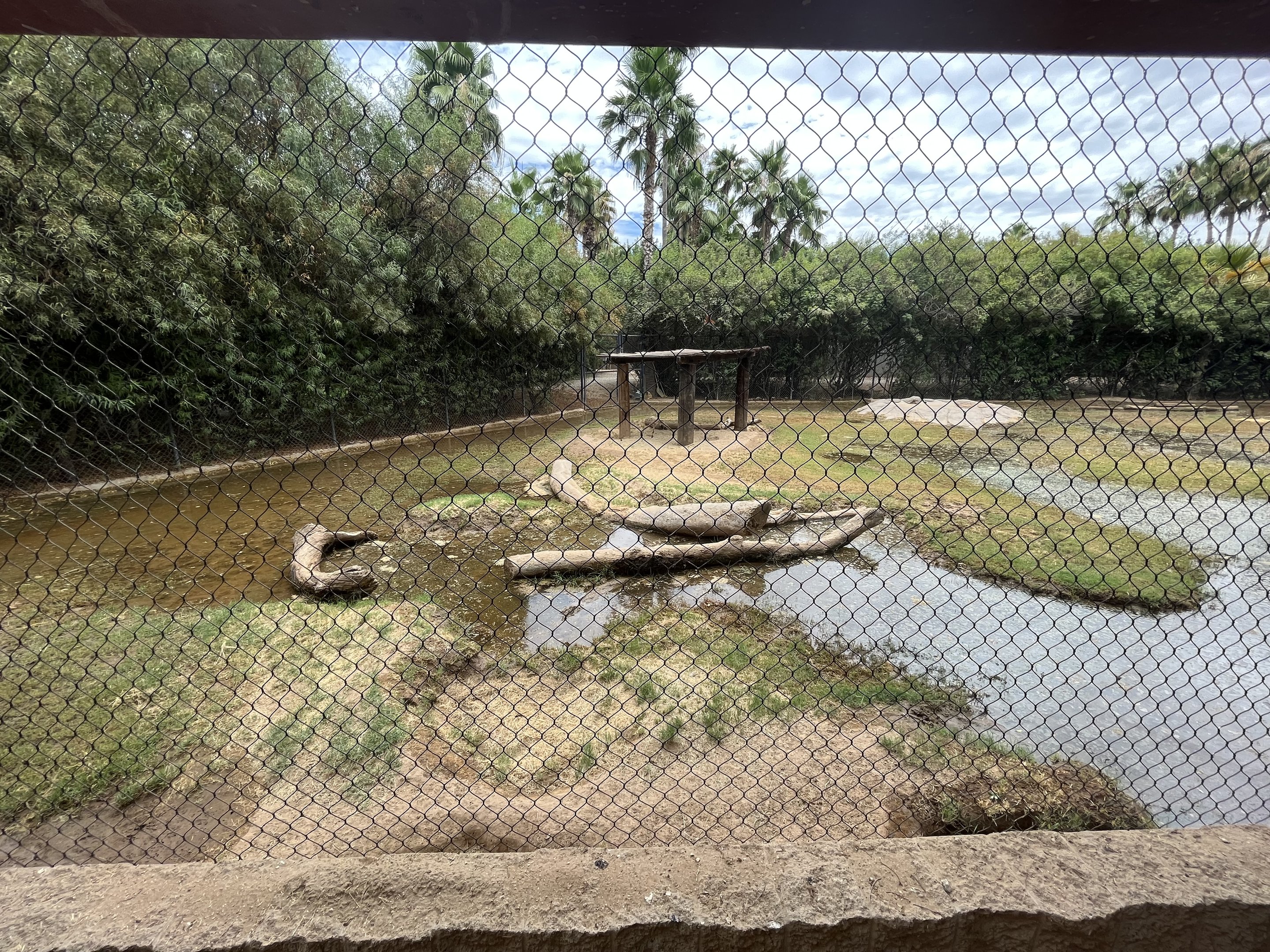 Spotted Hyena Exhibit