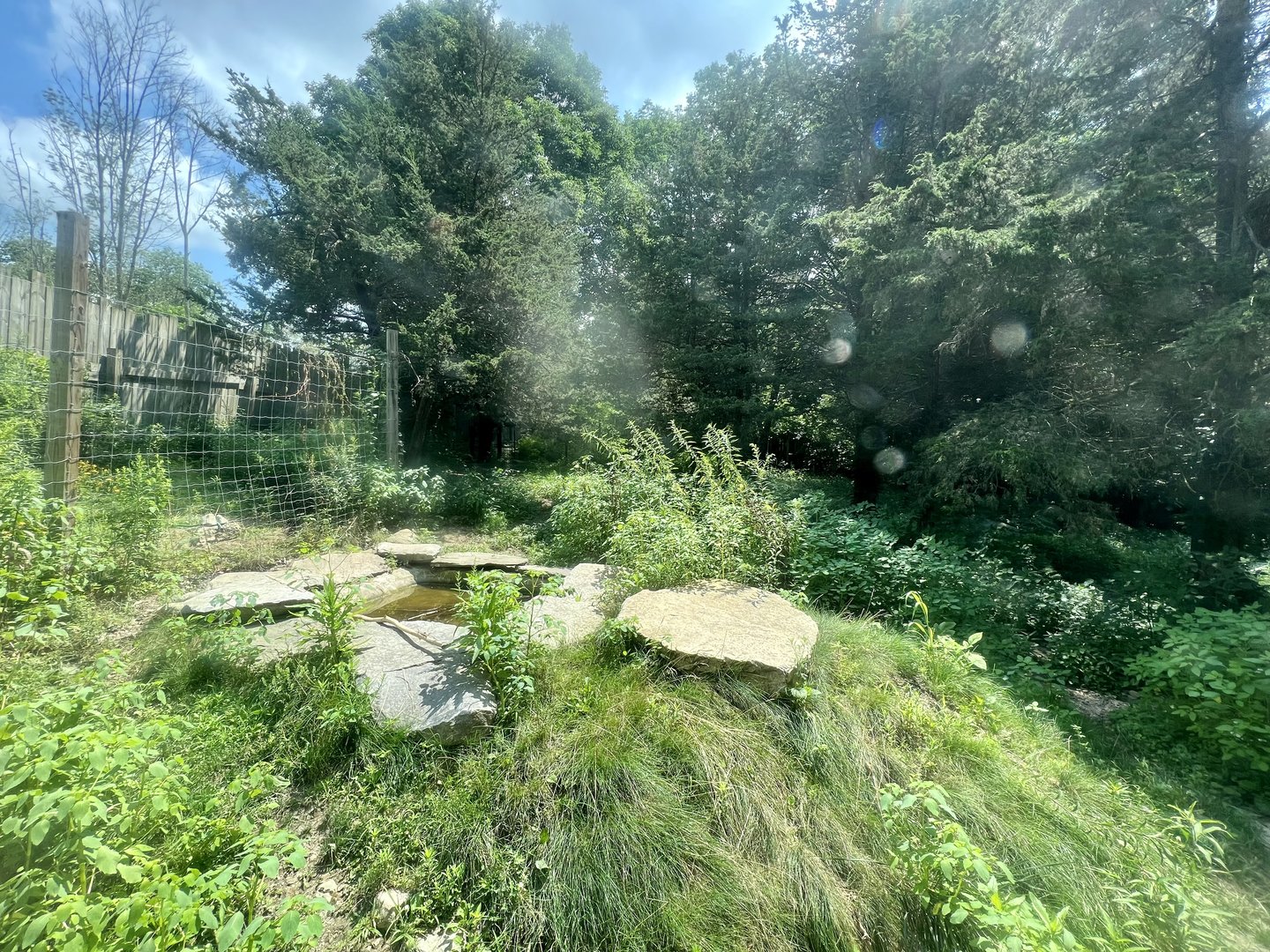 Spotted Hyena Exhibit