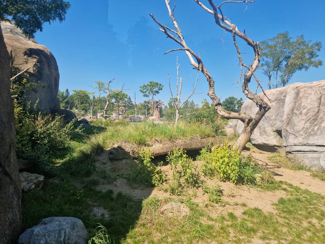 Spotted Hyena exhibit