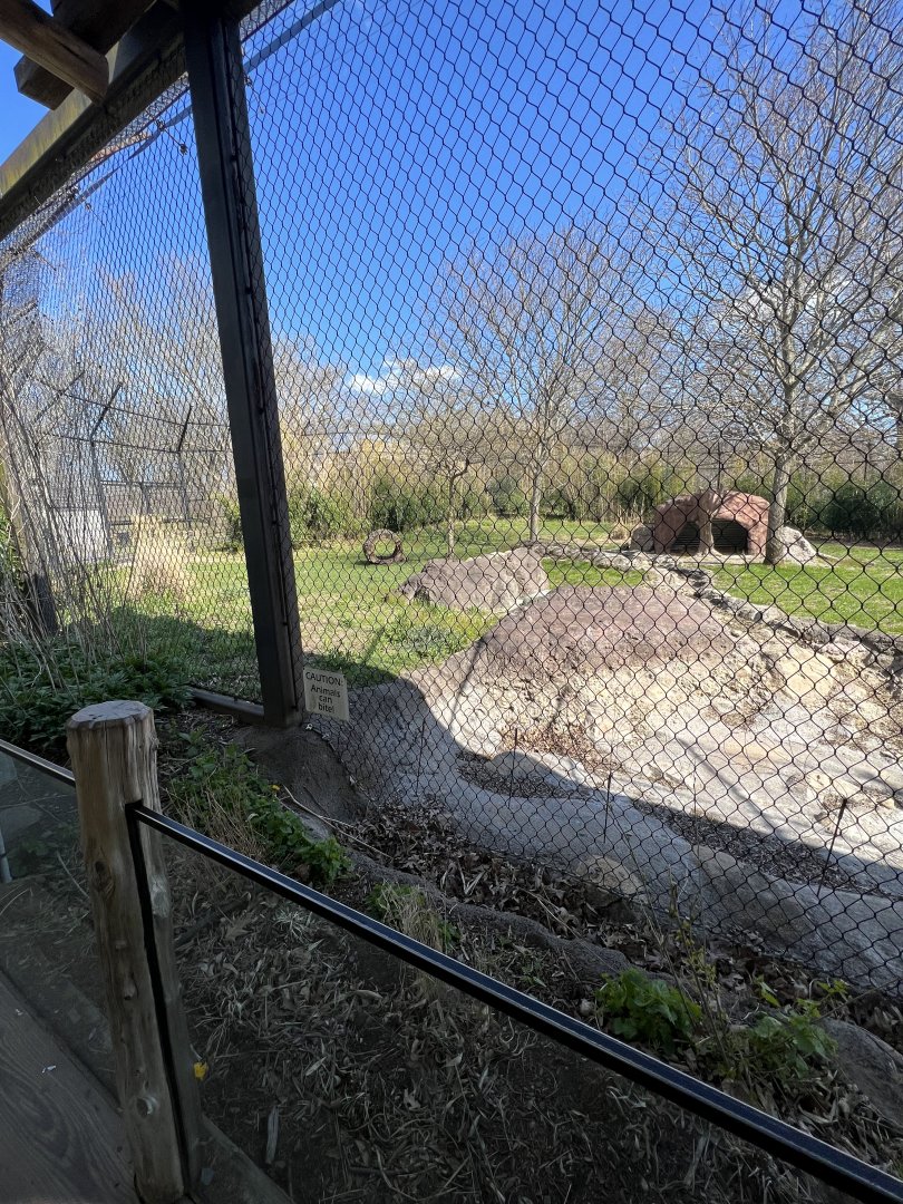 Spotted Hyena Exhibit
