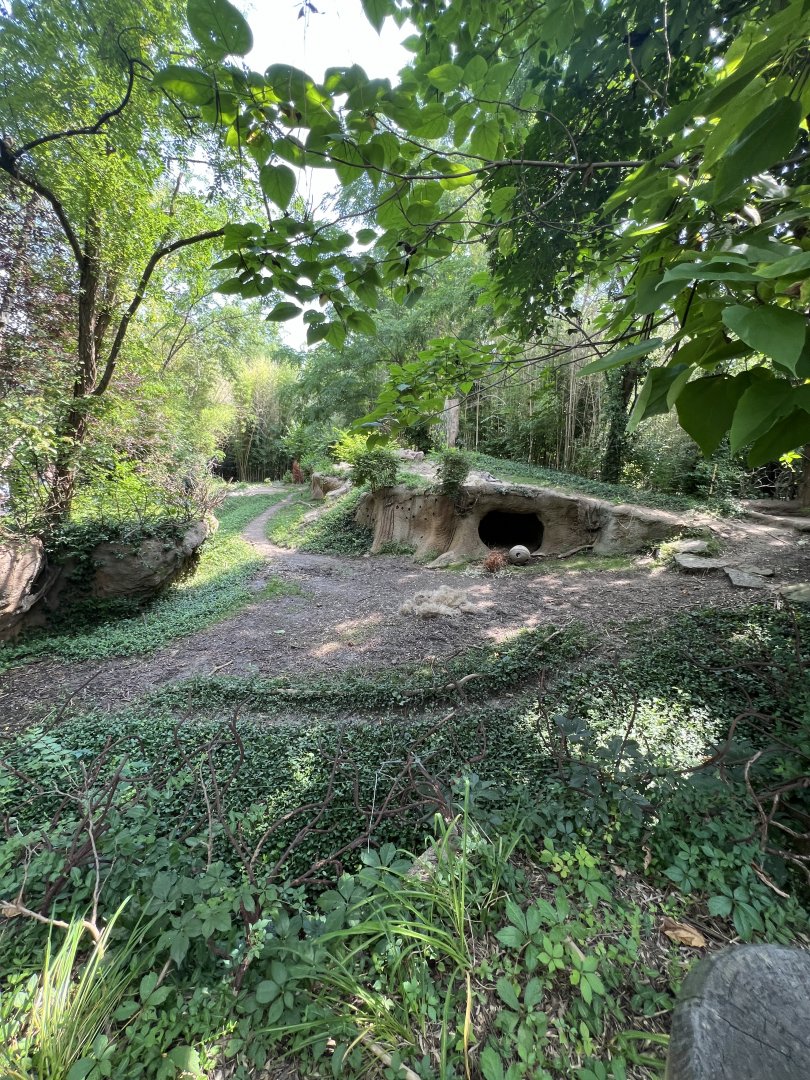 Spotted Hyena Exhibit