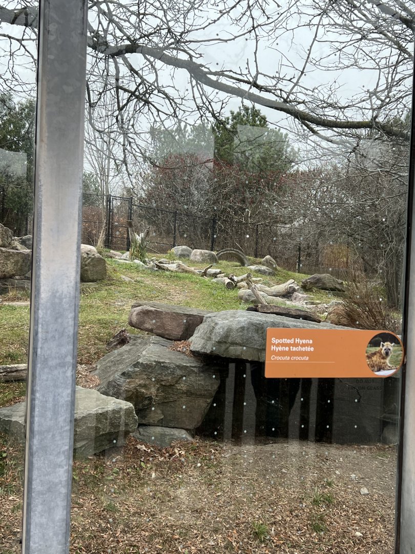 Spotted Hyena Exhibit