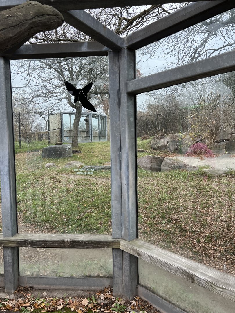 Spotted Hyena Exhibit