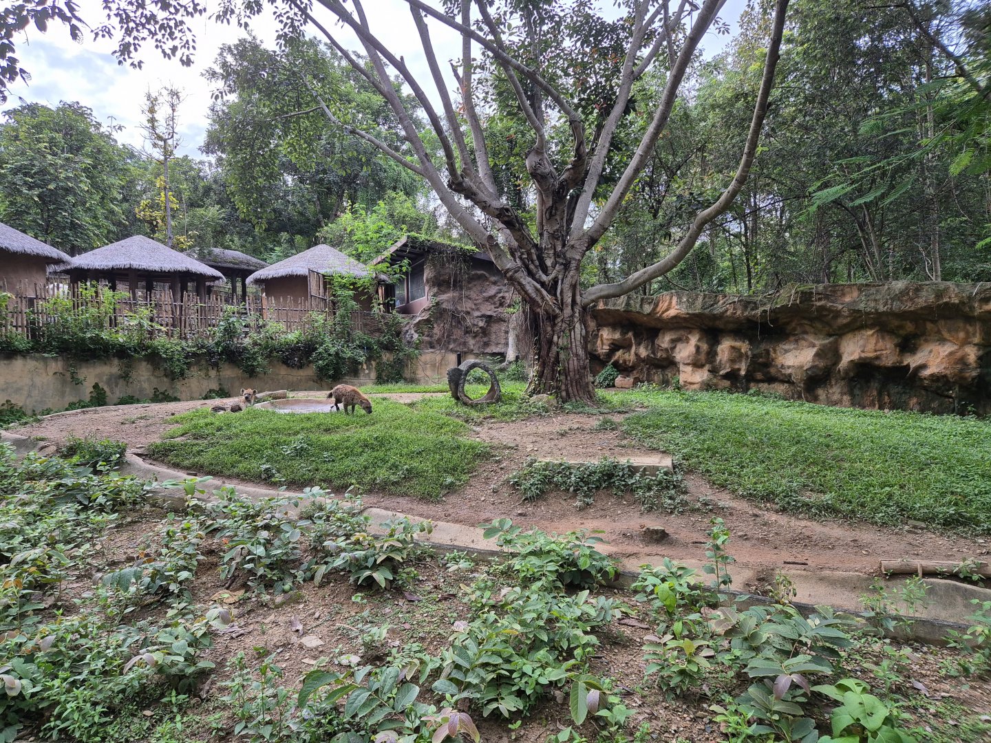 Spotted Hyena exhibit