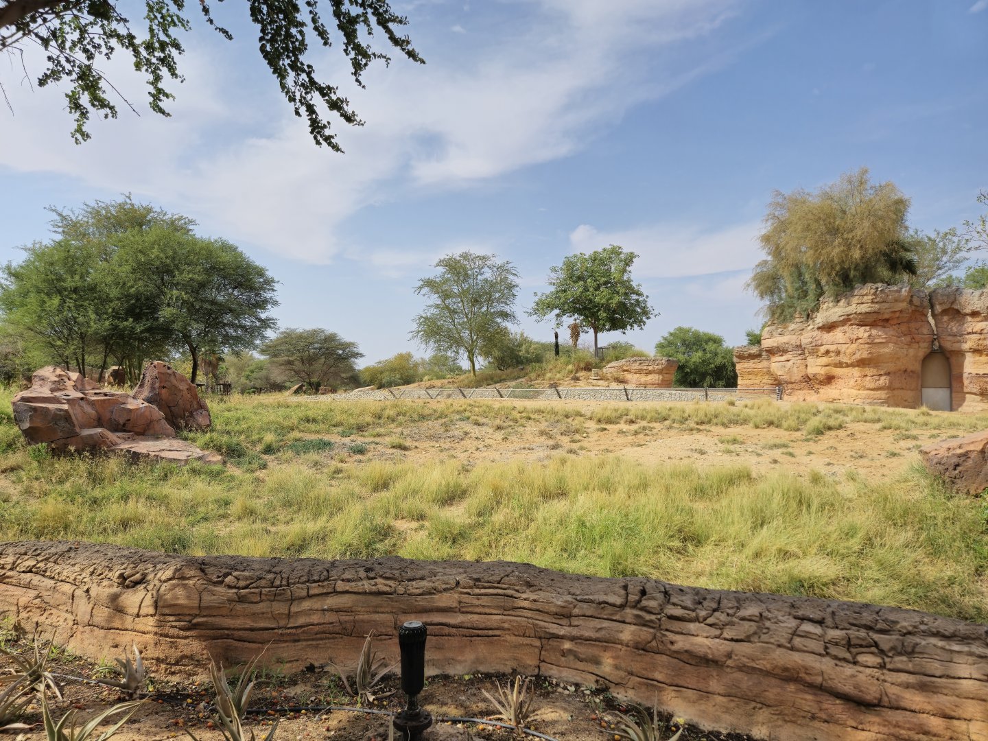 Spotted Hyena exhibit