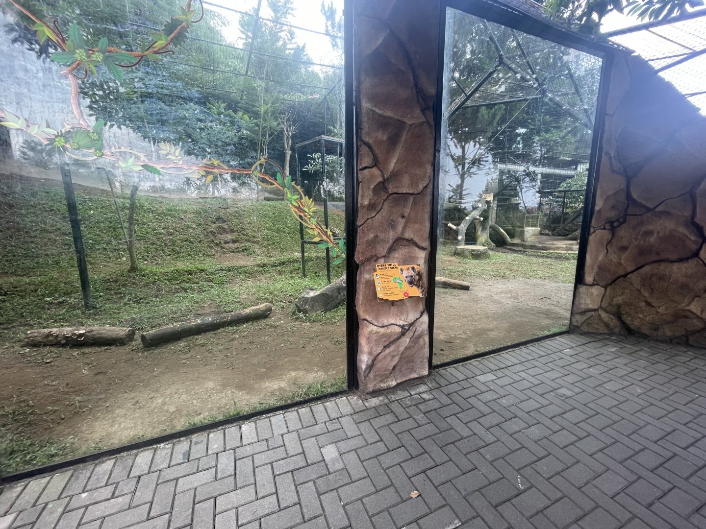 spotted hyena exhibit