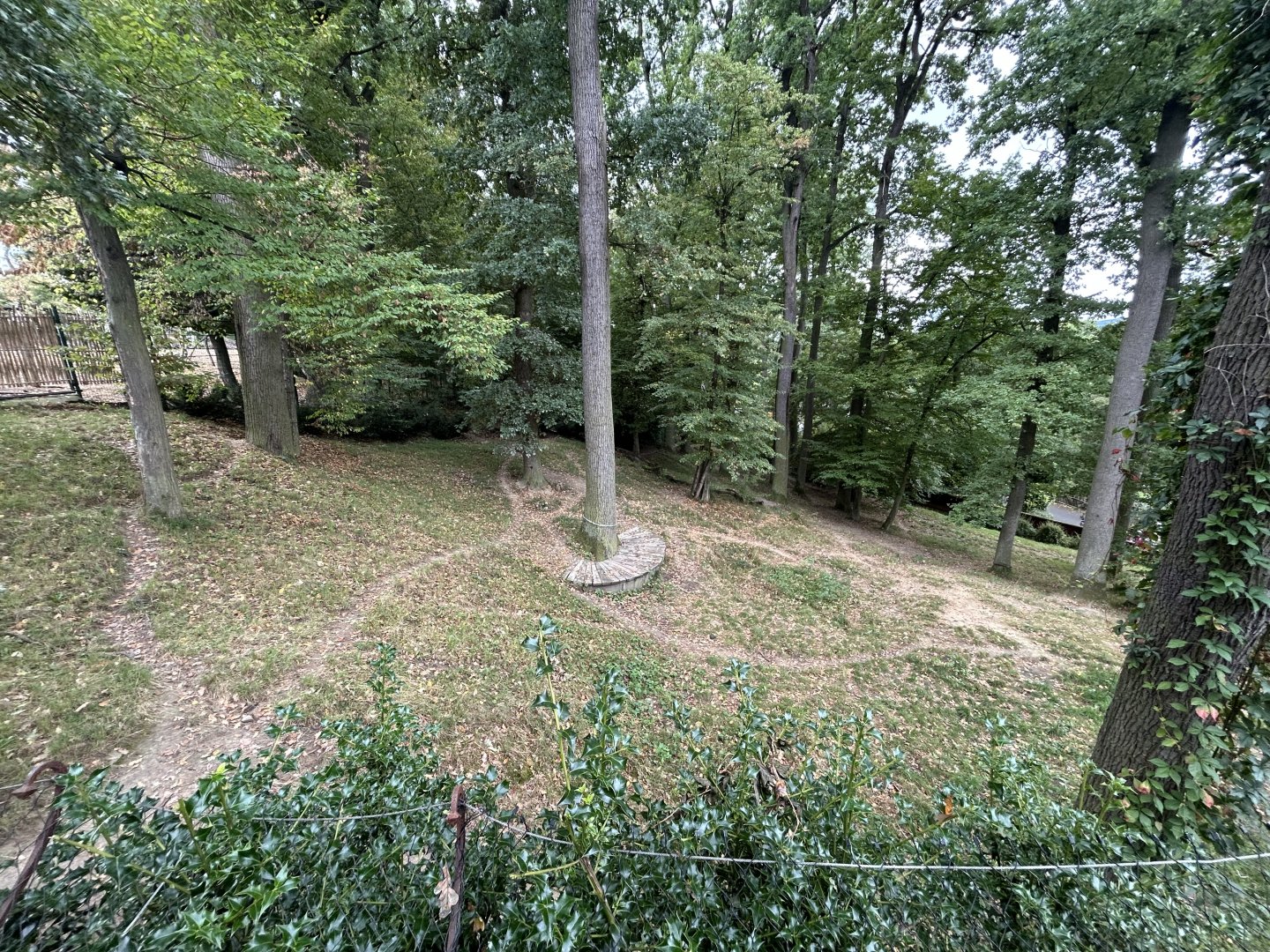 Spotted Hyena Exhibit