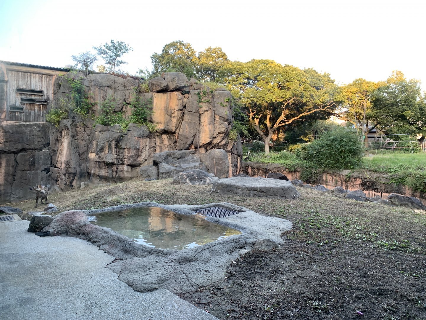 Spotted Hyena Exhibit