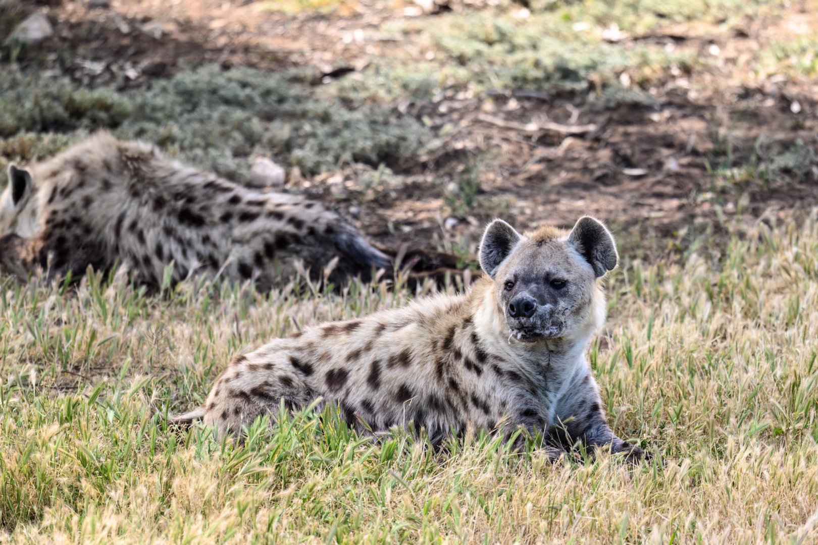 Spotted hyena 'Fahari'