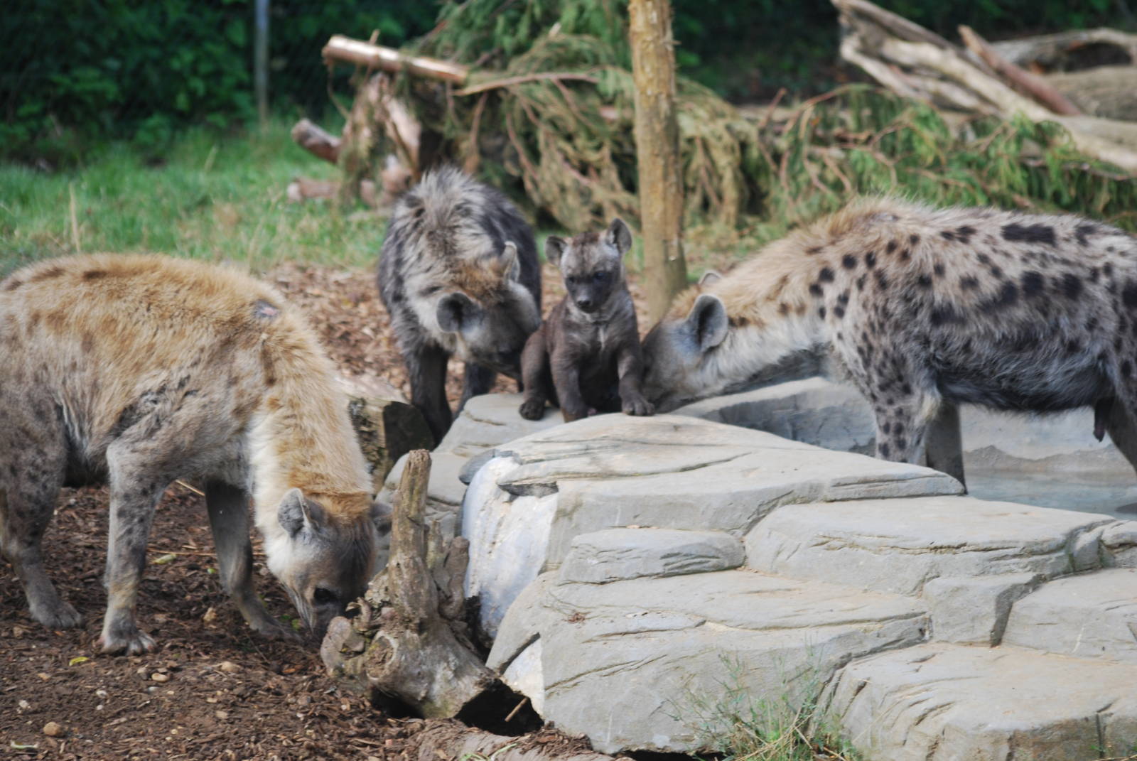 Spotted hyena family