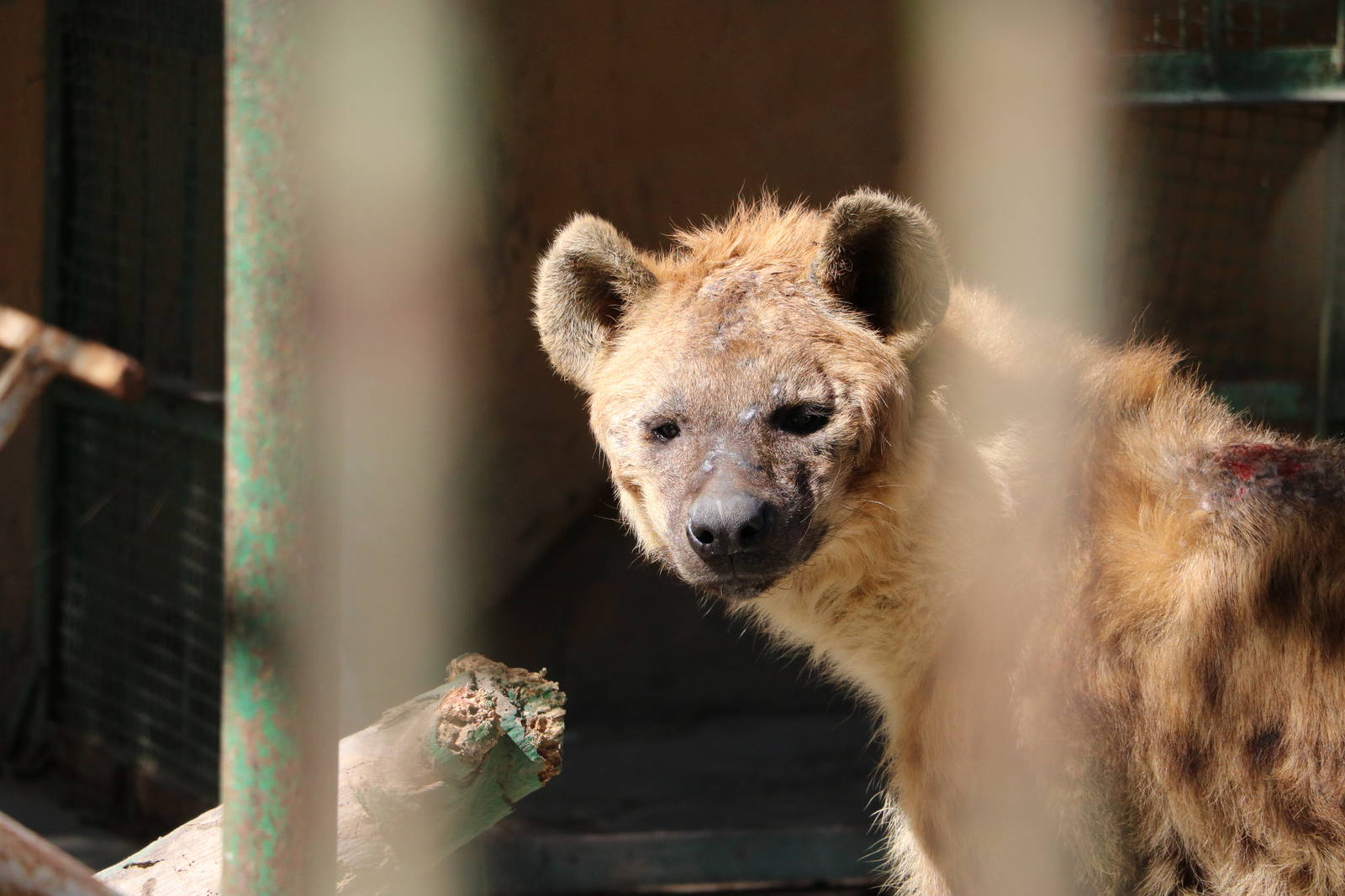 Spotted hyena, February 2016