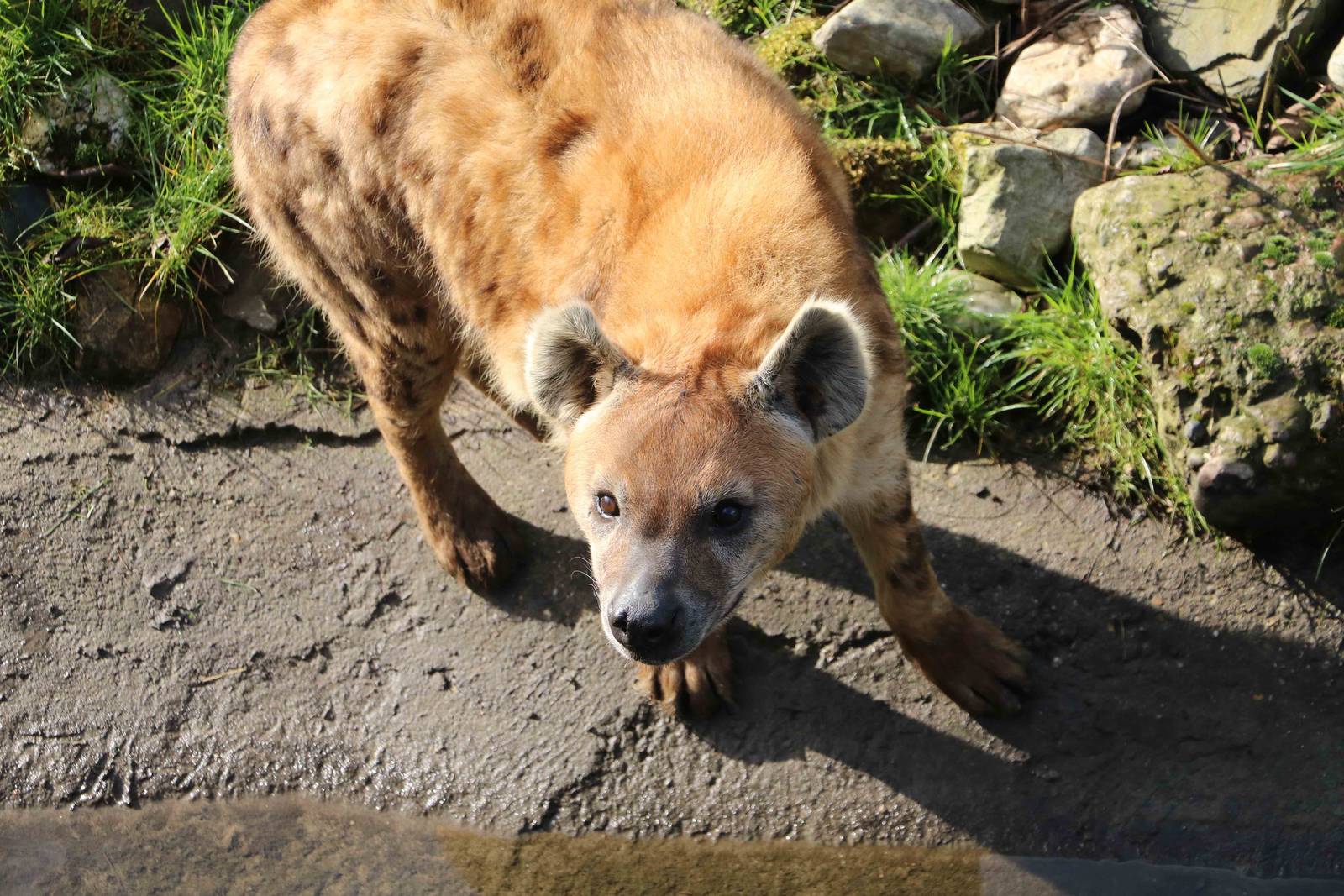 Spotted hyena, February 2016
