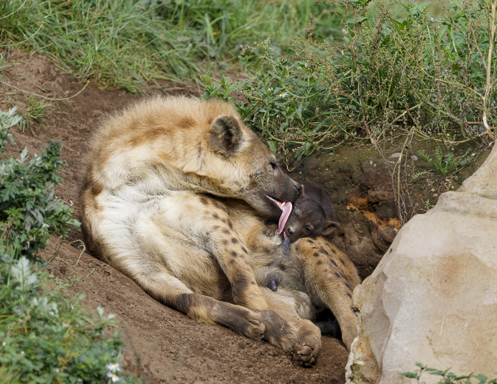 Spotted Hyena feeding Cub @ YWP
