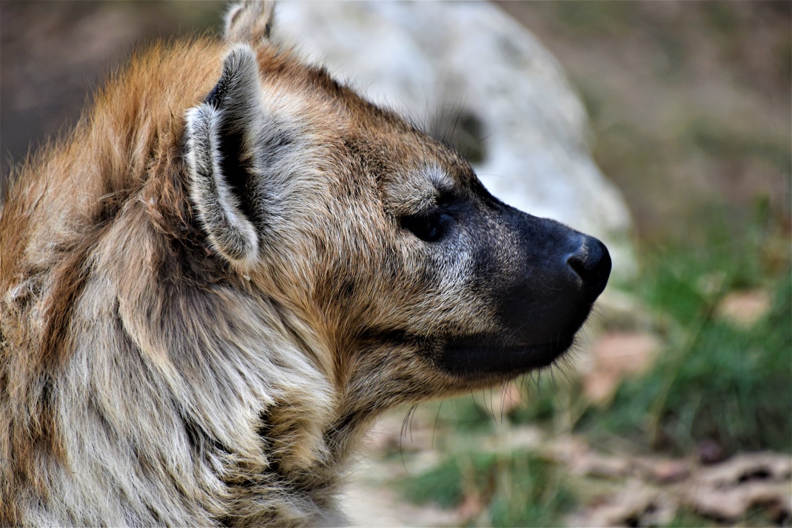 Spotted hyena female