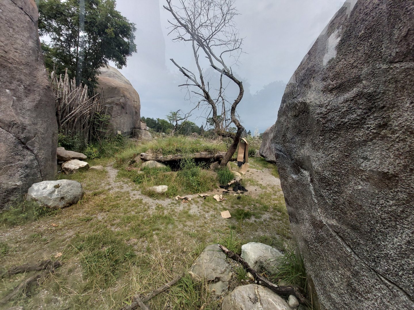 Spotted hyena first enclosure - Lewa savanna